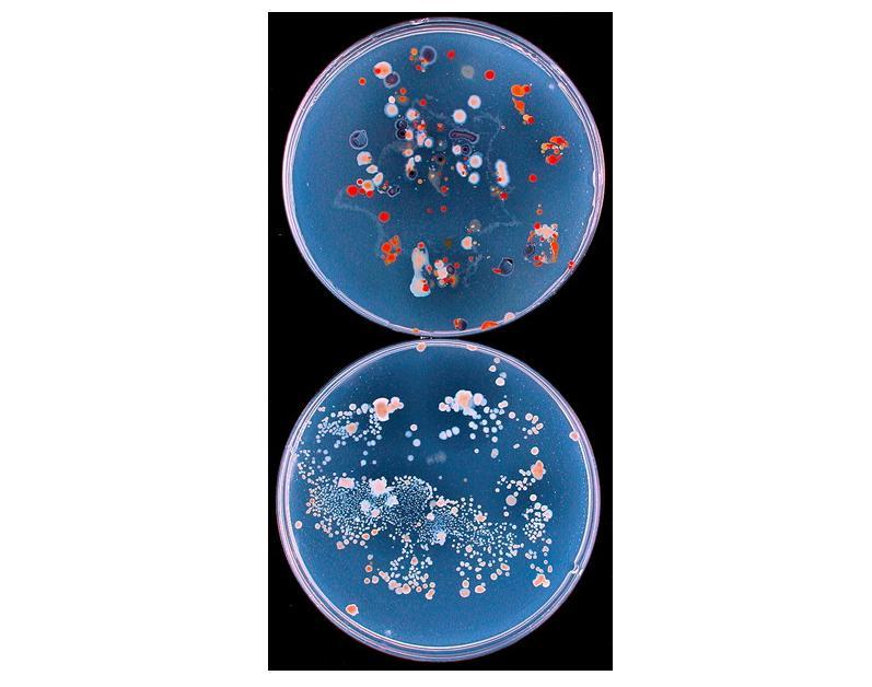 Diversity of marine bacteria on two agar plates.