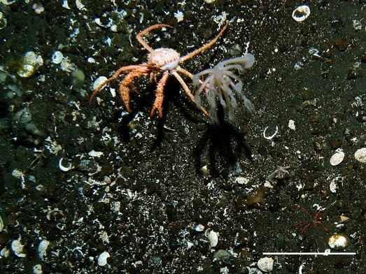 A king crab underwater