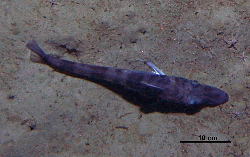 A icefish species, Cryodraco myersi with measurement added