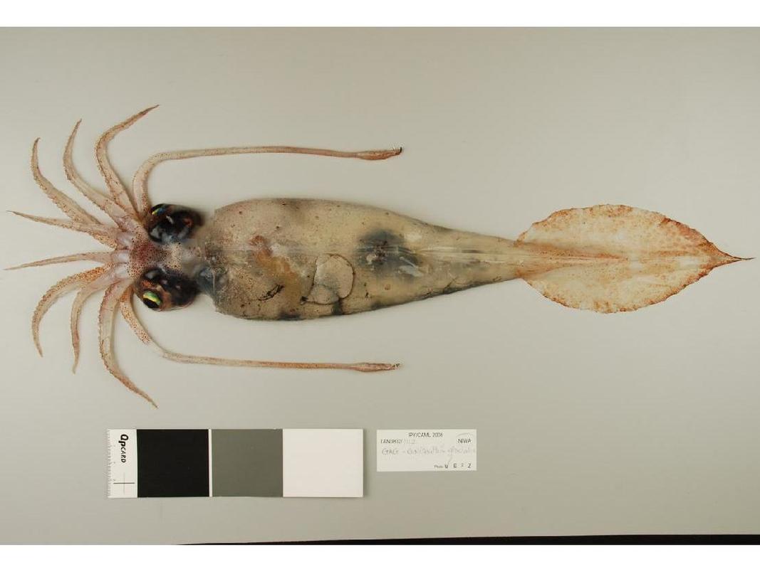 A glacial squid, Galiteuthis glacialis, specimen