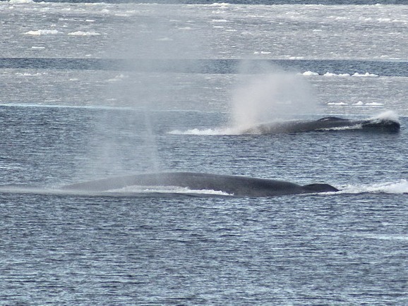 pair of large blue whales seen in the north of the Ross Sea.