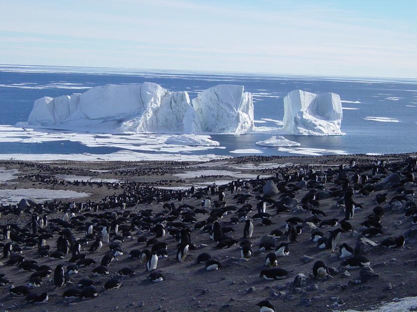 Adelie penguin colony in the Ross Sea