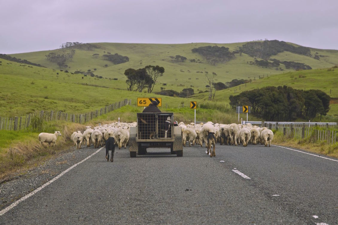 Farmer on vehicle with sheepdogs moving sheep along a road 