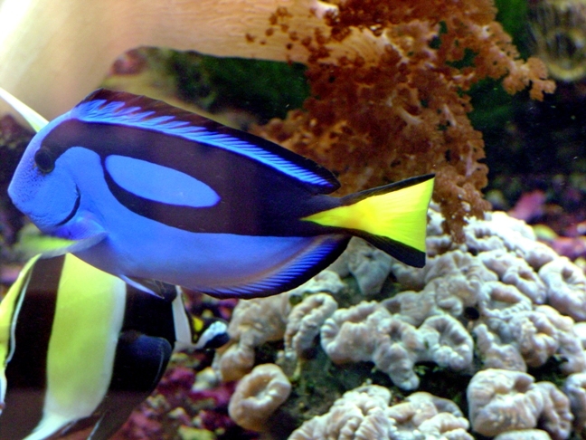 A bright blue, yellow and black stripped tropical fish.