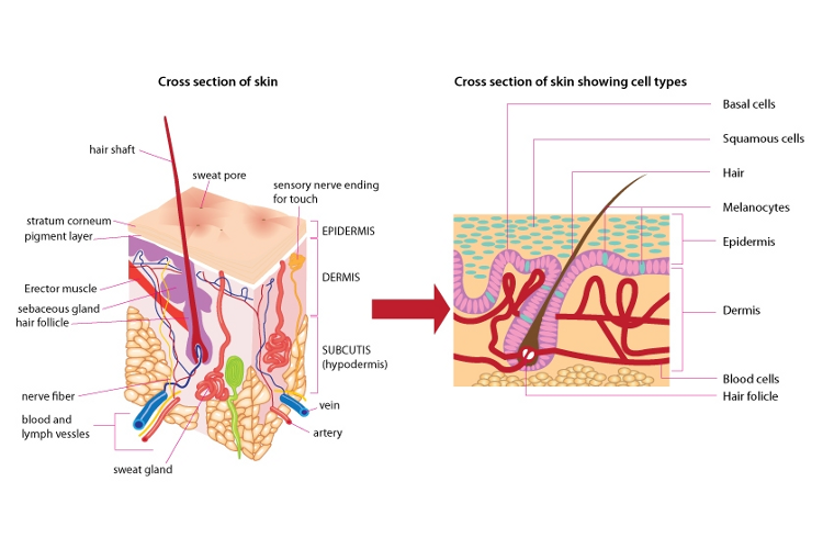 2 cross section diagrams of skin & cell types.