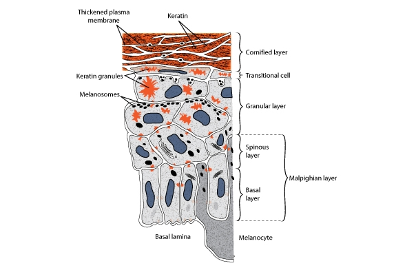 Cross section diagram of the epidermis showing its layers.