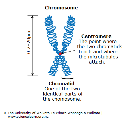 Chromosome with two chromatids linked with a centromere.