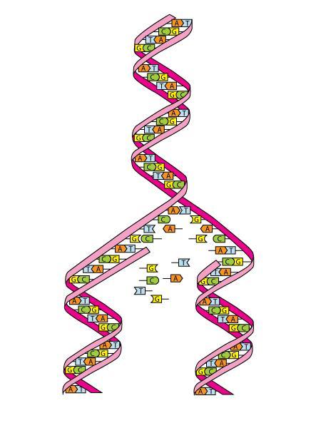 Diagram of DNA unzipping and copying itself during mitosis.