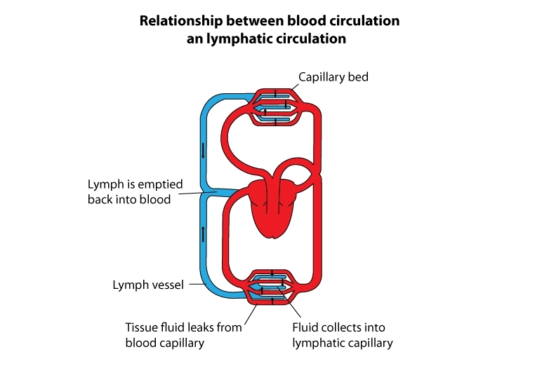 Diagram of blood circulation and lymph circulation systems.