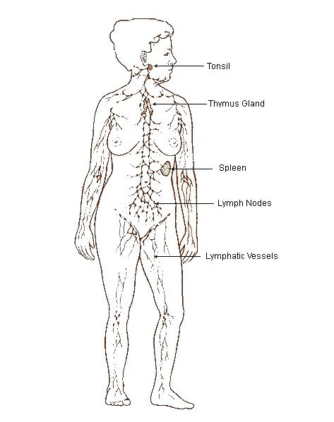 Diagram of an adult woman's lymphatic system.
