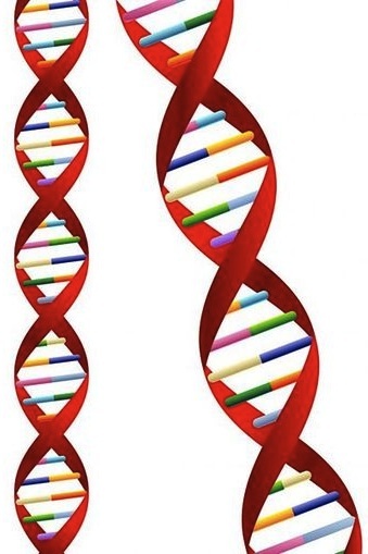 Diagram of a DNA molecule looking like a twisted ladder.