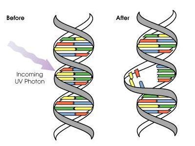mistakes in dna science learning hub