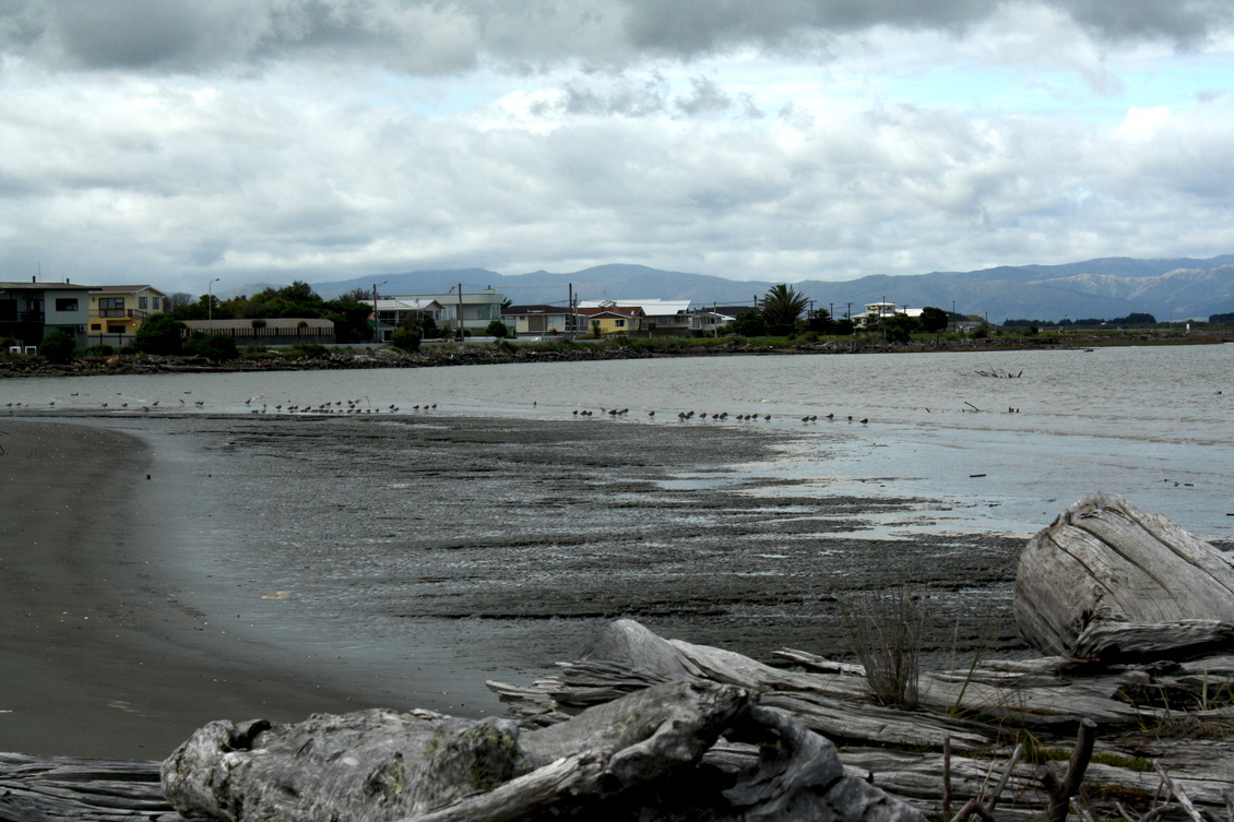 Godwits at Manawatū Estuary, New Zealand.