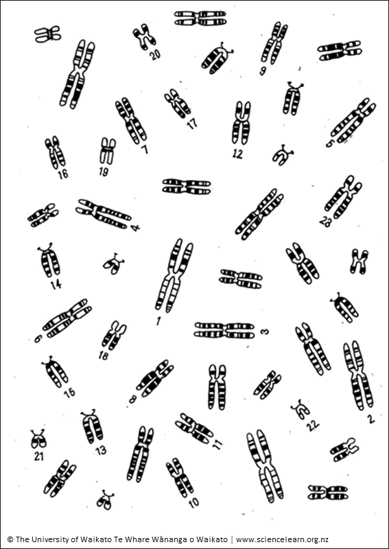 Karyotypes: A group of chromosomes in a human cell.