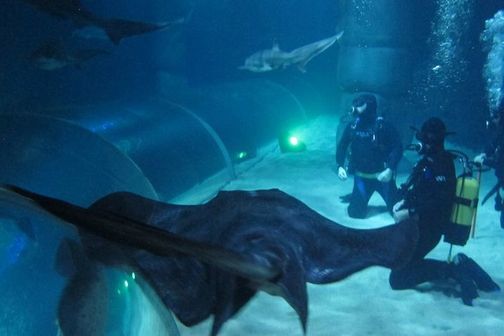 2 diving with stingrays and sharks at Kelly Tarlton Aquarium