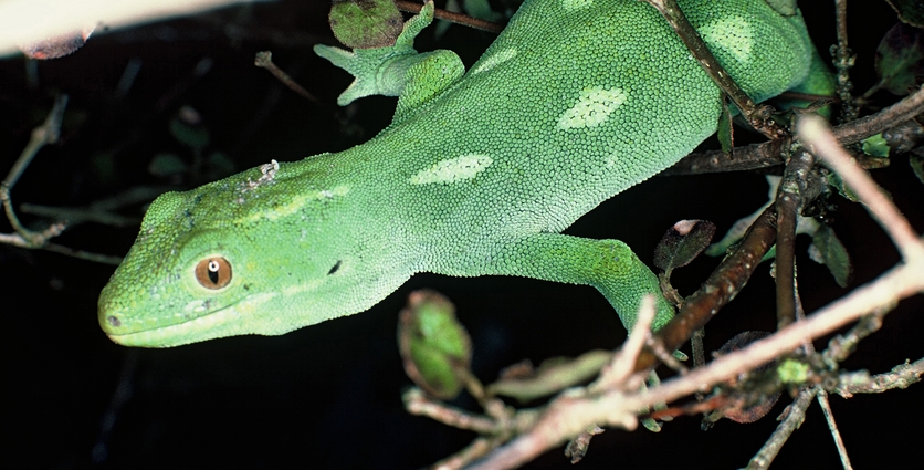 a Wellington green gecko.