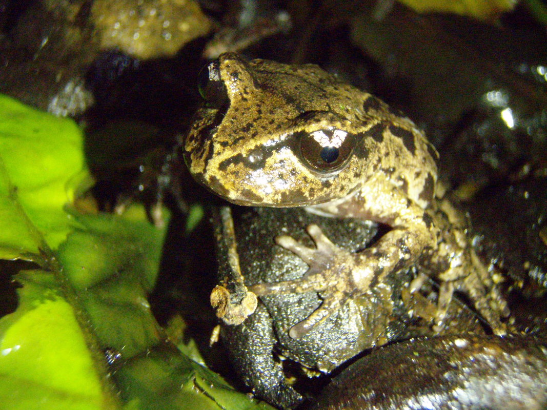 Maud Island frog (Leiopelma pakeka).