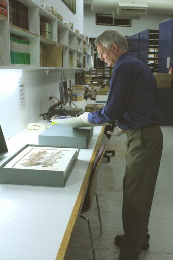 Scientist in Te Papa museum's herbarium (plant collection).