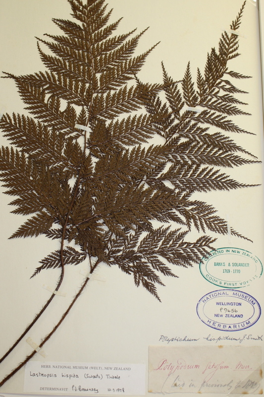 Fern specimen (1769) dried, pressed, mounted and labelled.