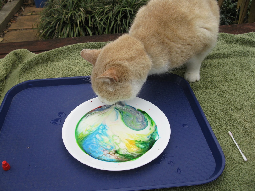 Orange cat drinking coloured milk from a plate on a blue tray.