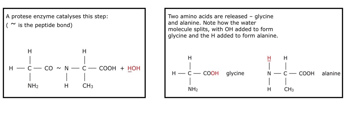 Example of how a peptide bond can be broken.