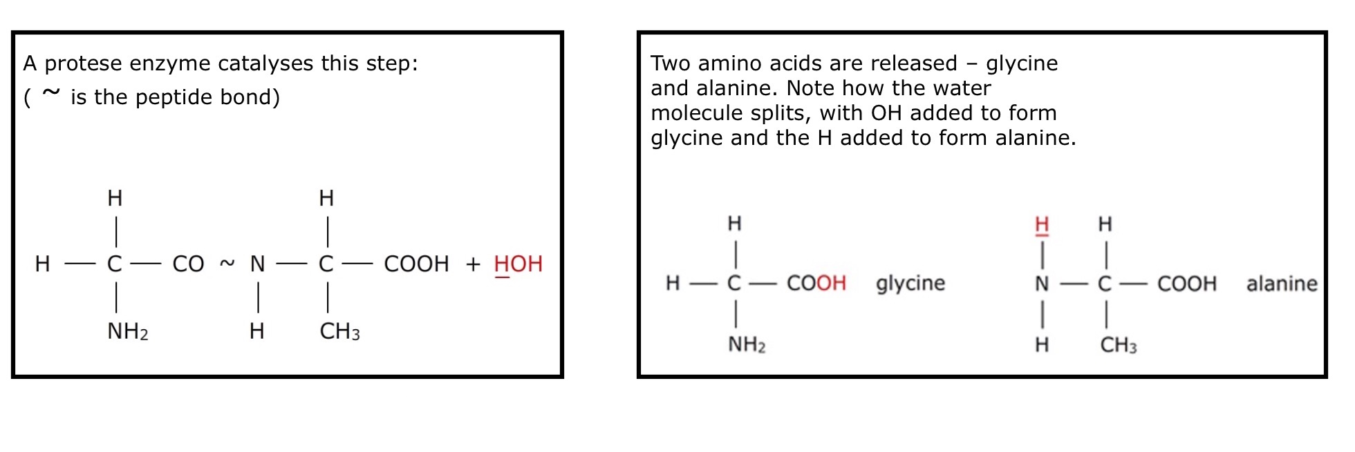Digestion – breaking the large into the small — Science ...