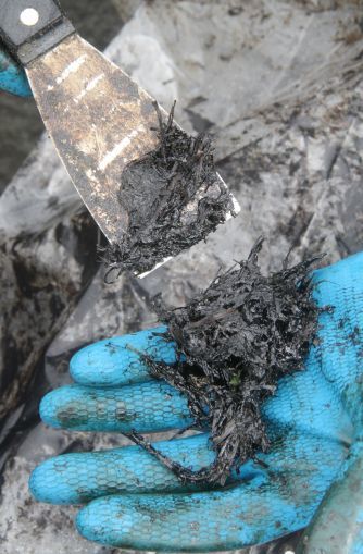 Oil-coated material from beach after oil spill from Rena wreck
