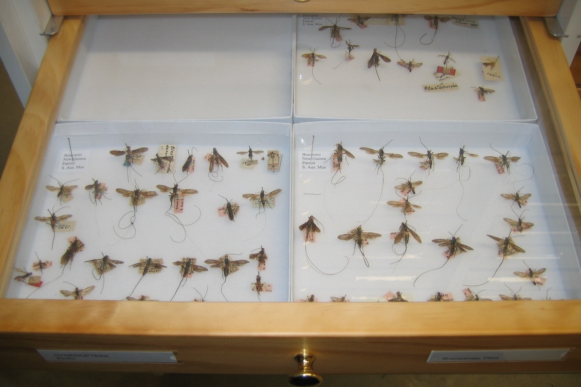 Pinned insect specimens in a display cabinet at Manaaki Whenua.