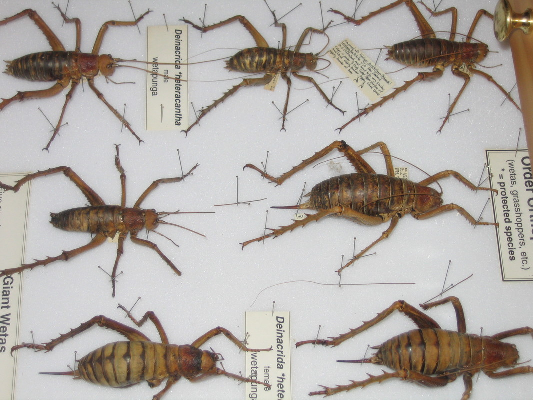 range of labeled wētā in a Collections sample drawer.