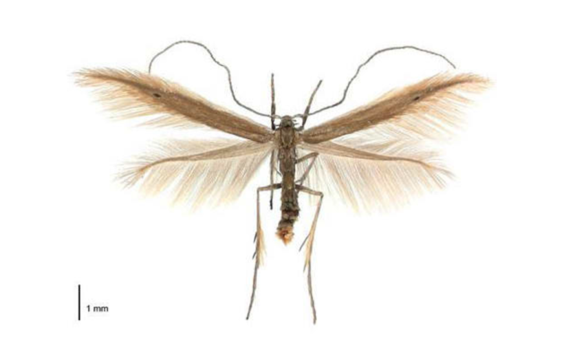 Fred the moth (Houdinia flexilissima) on white background.