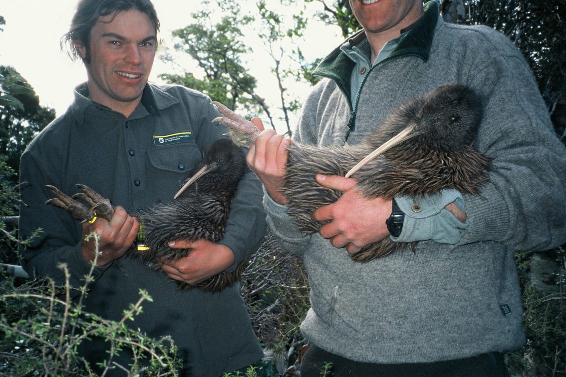 Two Department of Conservation staff holding Haast tokoeka Kiwis