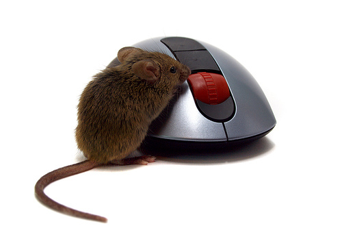 A brown common house mouse on a computer mouse