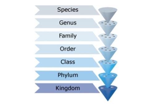 three kingdom classification system