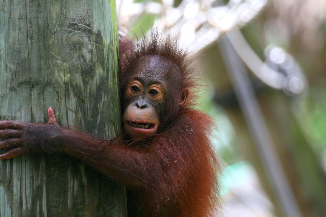 A young Bornean orangutan (Pongo pygmaeus) hugging a tree. 