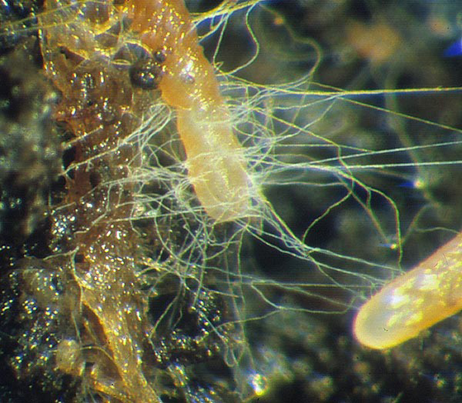 Mycorrhizal fungi colonising a root.
