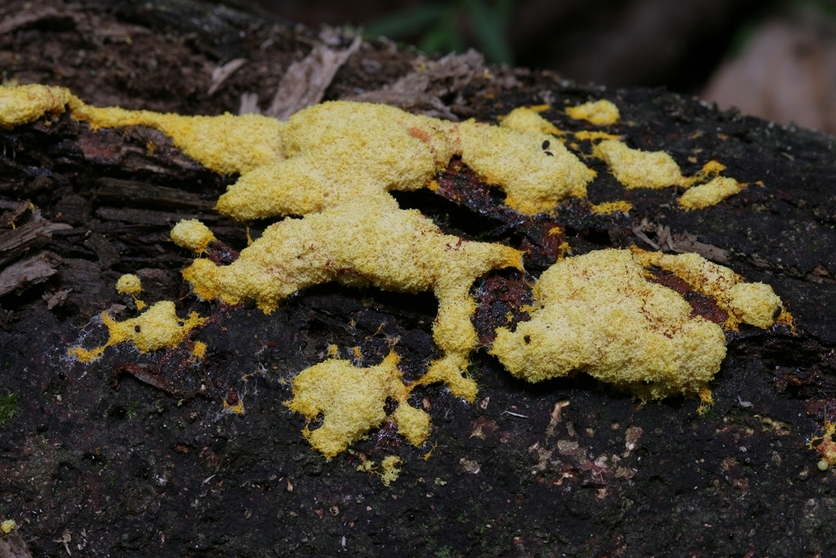 Dog vomit slime (Fuligo septica) mould.