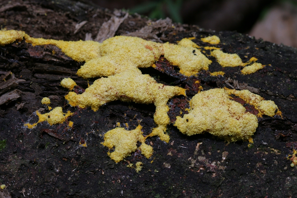 How Do You Get Rid Of Dog Vomit Slime Mold