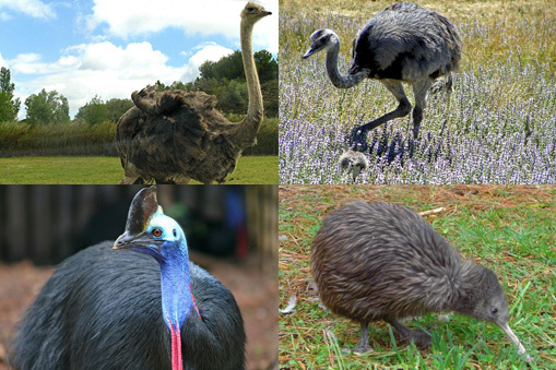 4 Birds: Ostrich, rhea, cassowary and kiwi (related birds).
