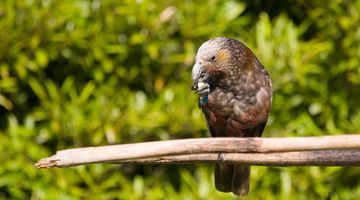 Zealandia Te Māra a Tāne on X: Spike the tuatara did a poo. He's been  eating kawakawa berries. They're the orange things you can see! #tuatarafeb   / X