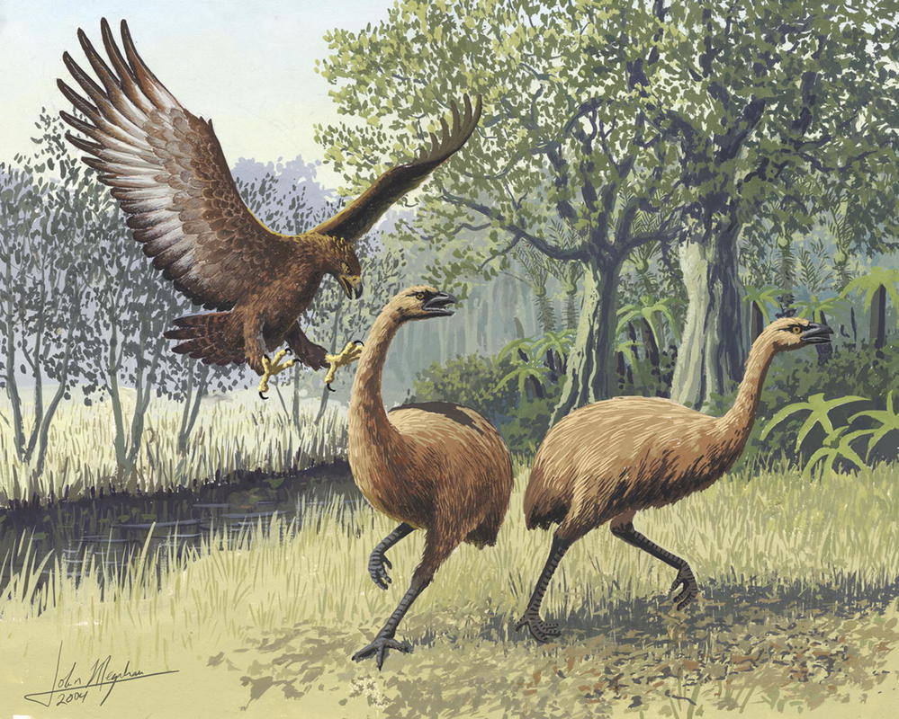 Giant Haast's eagle attacking New Zealand moa painting 