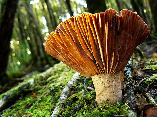 Russula species of fungi in bush, NZ