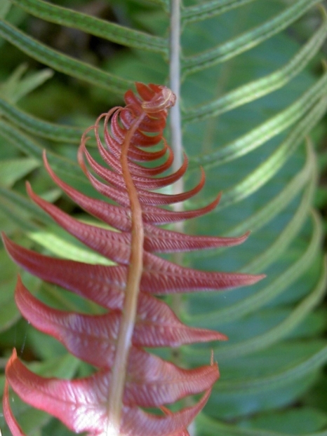 A native New Zealand fern frond.