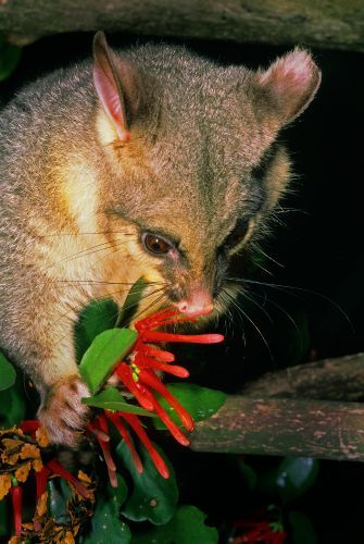 Possum eating a native mistletoe, Peraxilla colensoi.