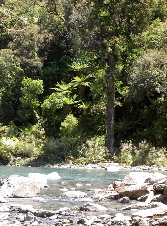Native forest by a rocky river in New Zealand. 