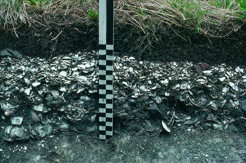 Cut-away section of a midden showing shell layers.