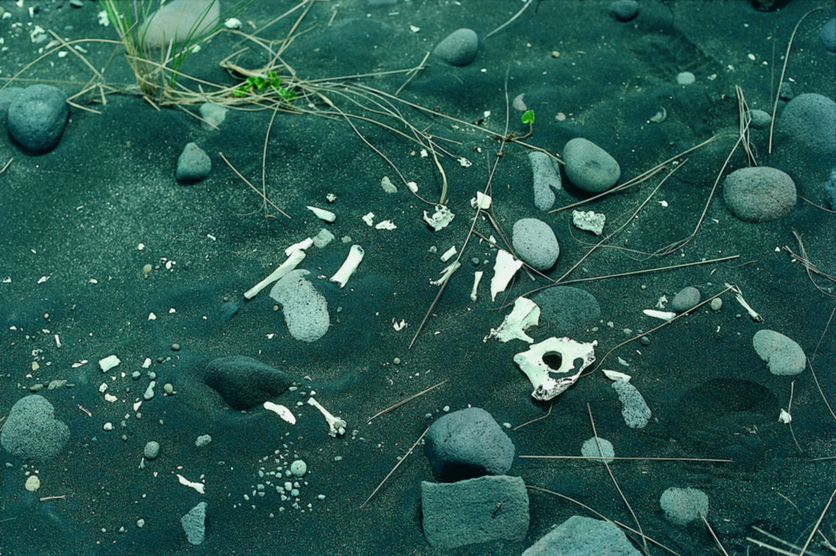 Moa bones excavated in a midden, New Zealand.