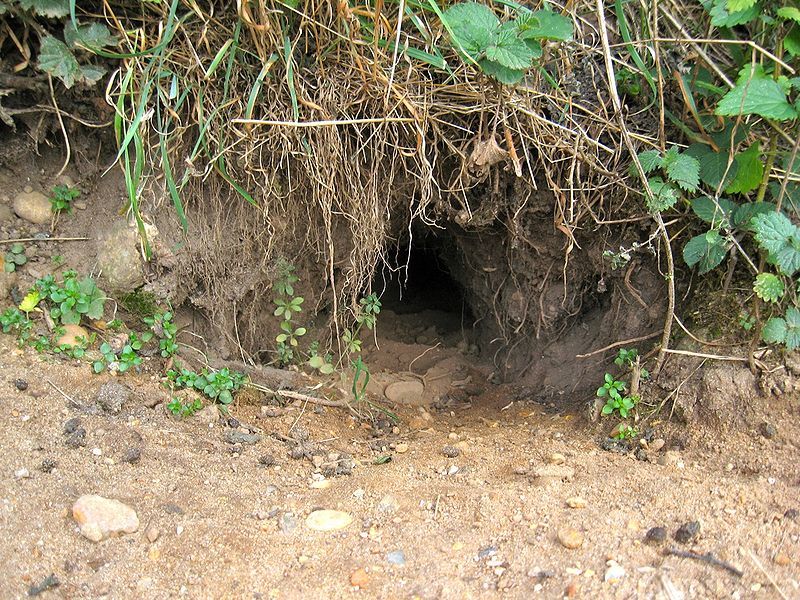 Rabbit burrow — Science Learning Hub