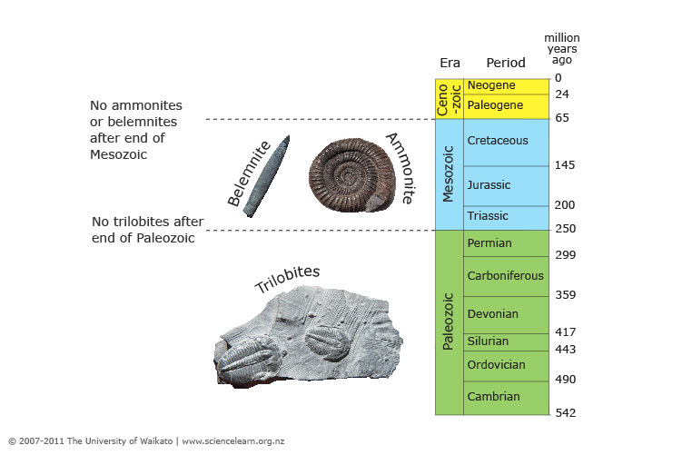 Diagram: Trilobites, ammonites and belemnites as index fossils