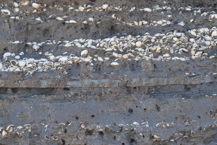 Fossils in sedimentary rock. 