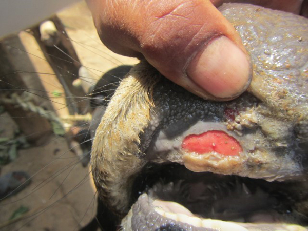 A foot and mouth disease lesion on the tongue of a cow. 